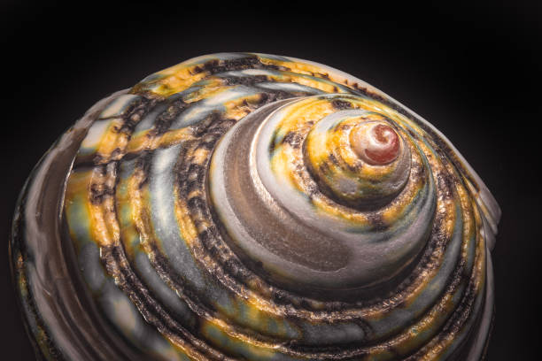 Macro on the shell of a marine mollusk.