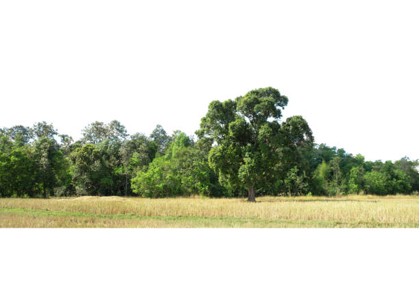 View of a High definition Treeline isolated on a white background