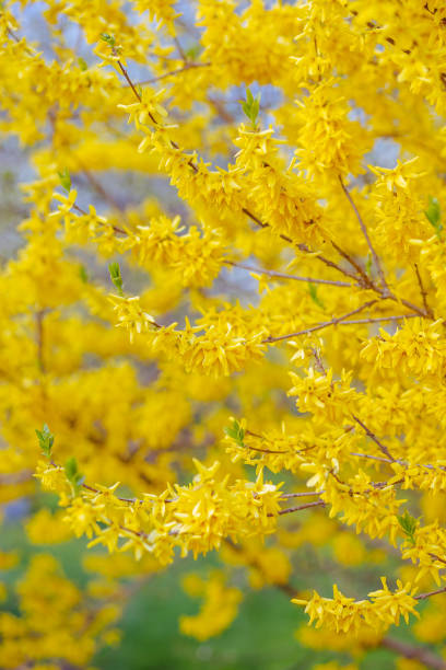 closeup of broom yellow flowers on grey blurred background closeup of broom yellow flowers on grey blurred background. forsythia garden stock pictures, royalty-free photos & images
