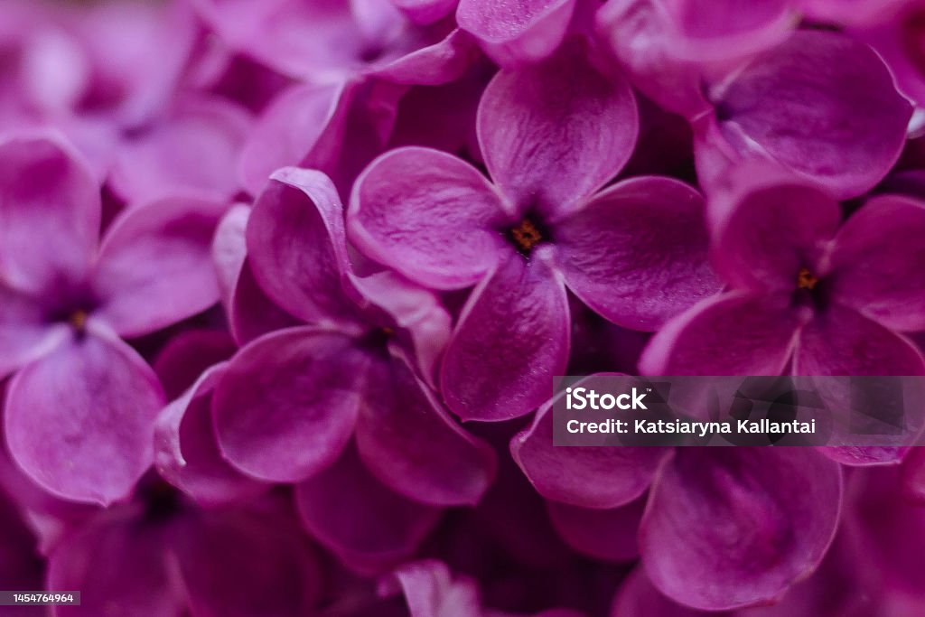 Hermosas Flores De Color Lila Púrpura Primer Plano De La Lila Común Foto de  stock y más banco de imágenes de Abstracto - iStock