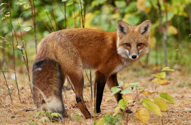 istock Beautiful red fox with fluffy fur looking at the camera in a sunny forest 1454765051