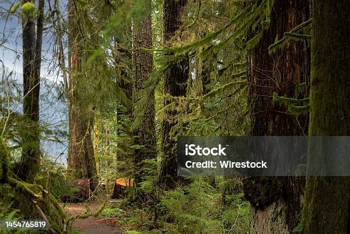 istock Big trees in the Pacific Northwest rain forest  in Washington, United States 1454765819