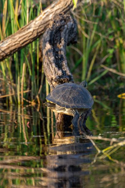 istock Vertical shot of a turtle on a tree log in a river 1454765889