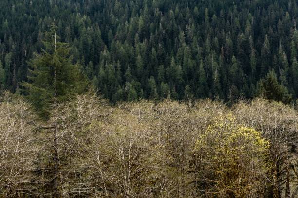 istock Scenic view of forested hill with autumn leafless trees under cloudy sky 1454765984