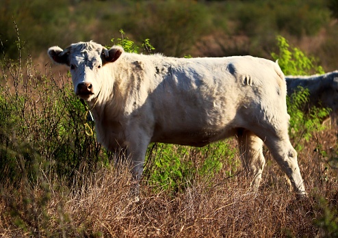 A white cow standing in a field of tall brown grass
