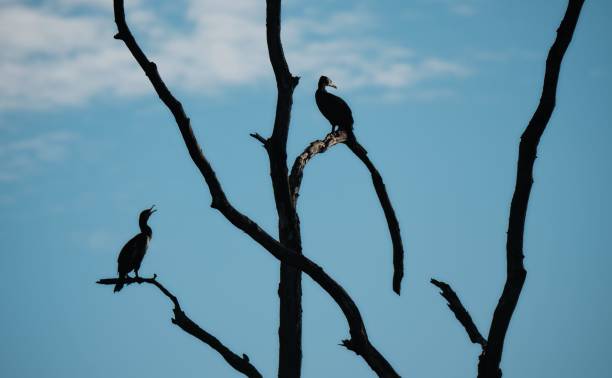 istock Black cormorants as sihoulette on dead tree with blue sky 1454766129