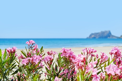 A pink flower near the seashore