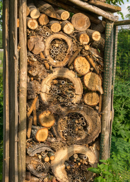 istock insect house for different insects of different shapes, sizes and structures natural materials, help for nature, a bug hotel or insect house 1454766365