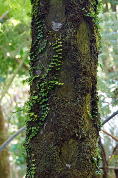 istock New Zealand Native Bush 1454766422