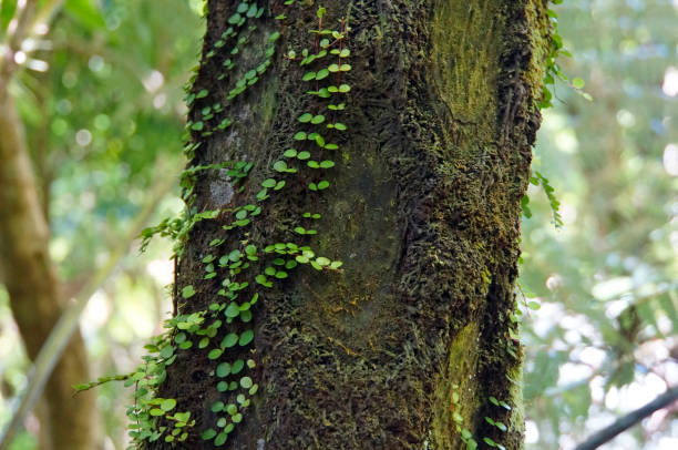 istock New Zealand Native Bush 1454766427