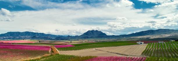 istock Panoramic scene of  fields in bloom with mountain view in the background 1454766566