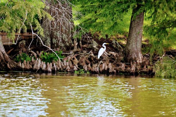 istock Great egret standing on the shore of the lake. 1454766849