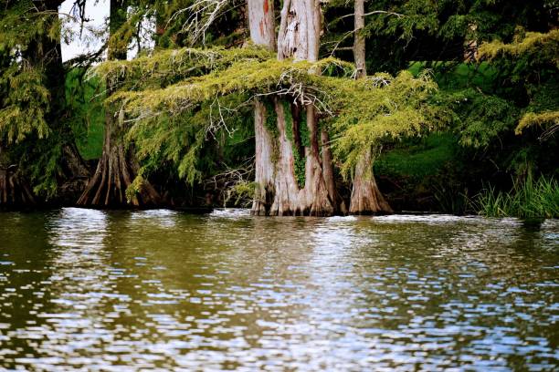 istock Beautiful view of trees by the river. 1454766851