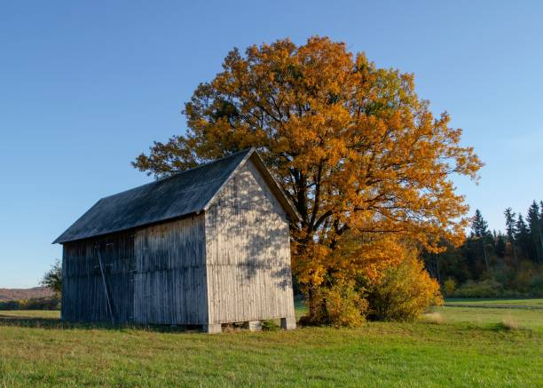 ancienne grange en bois au milieu d’un champ verdoyant en automne avec un vieux chêne. - barn farm moon old photos et images de collection