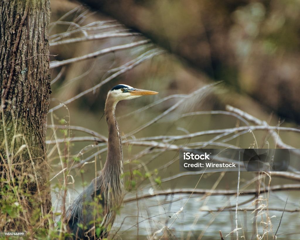 Close-up shot of a great blue heron in a blur A close-up shot of a great blue heron in a blur Animal Stock Photo