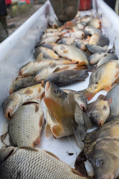 istock lot of carp 1454766913