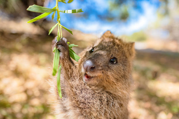 1,400+ Quokka Stock Photos, Pictures & Royalty-Free Images ...