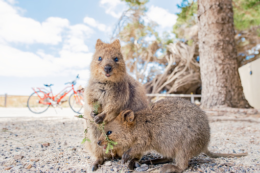 Happiest animal mum quokka and baby quokka ares enjoying beautiful summer day in Rottnest island, Western Australia