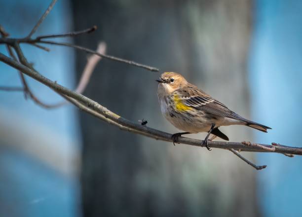 istock Selective focus shot of a yellow-rumped warbler (setophaga coronata) perched on a branch 1454768891