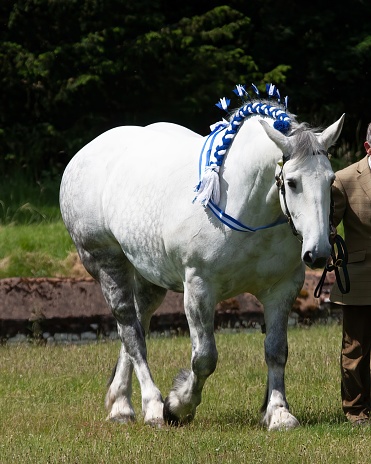 A magnificent white draft horse