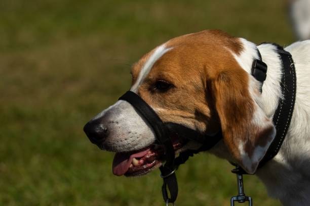 A English hound dog headshot