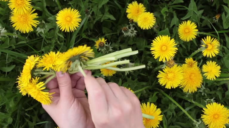 Close up Making dandelion wreath. Spring seasonal activity