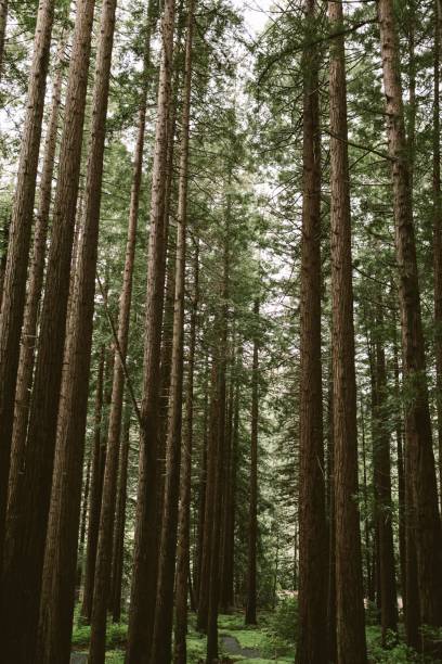 istock Vertical view of the dense tall trees in the woods 1454770022
