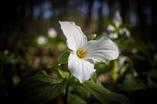 istock Selective focus shot of a White Trillium flower in a forest 1454770040