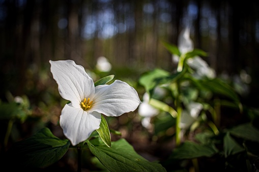 A selective focus shot of a White Trillium flower in a forest