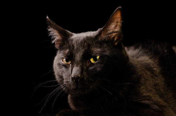 istock Photo of a black cat on a black background 1454770075