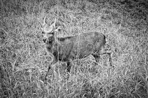 A grayscale of a young male red deer with newly forming horns walking on grass