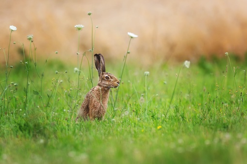 A closeup of a European hare (Lepus europaeus) sitting in the grass