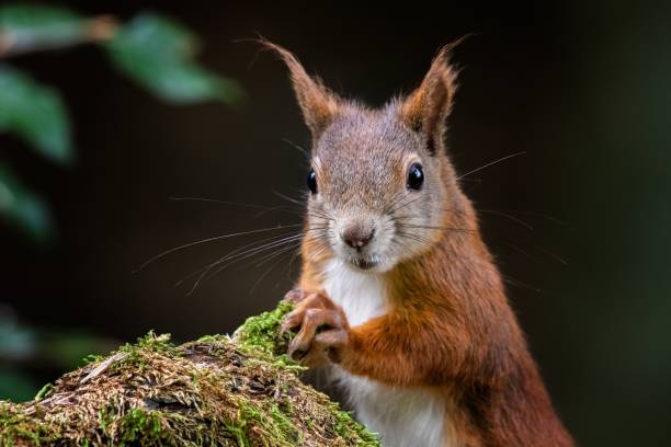istock Closeup of a red squirrel (Sciurus vulgaris) looking straight into the camera 1454770393