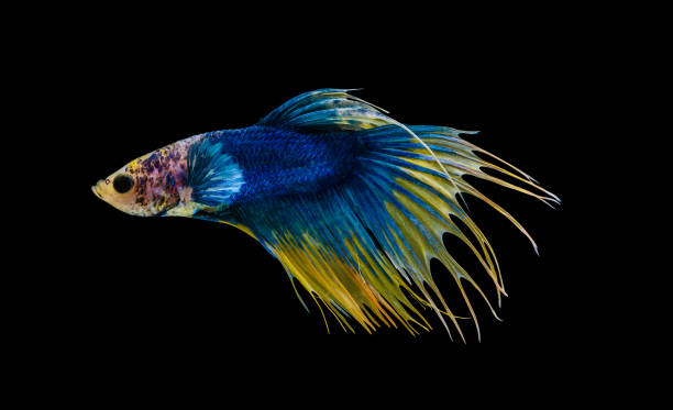 Yellow and blue crowntail Betta splendens fish (Siamese fighting fish) on black background Siamese fighting fish or Betta splendens fish, popular aquarium fish in Thailand. Yellow and blue crowntail betta fighting fish motion isolated on black background betta crowntail stock pictures, royalty-free photos & images