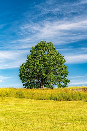A lonely tree overlooking a lush green field in the Swedish countryside in summertime