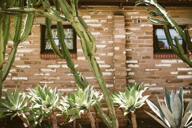 istock Southwestern architecture with cacti and agave plants 1454771642