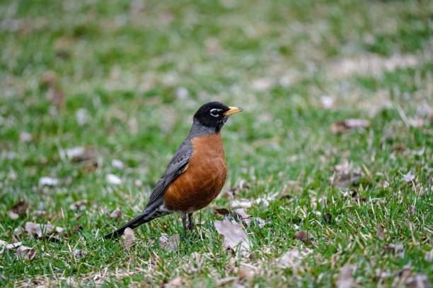istock Closeup shot of an orange robin perched on a field 1454771867