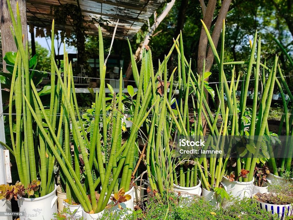 Sansevieria Stuckyi Plants Decoration in The Green Garden Sansevieria Stuckyi or Diocletian's Spear Plants Decoration in The Beautiful Garden. A Succulent Plants with A Large Rosette of Thick and Fleshy Leaves. Agave Plant Stock Photo