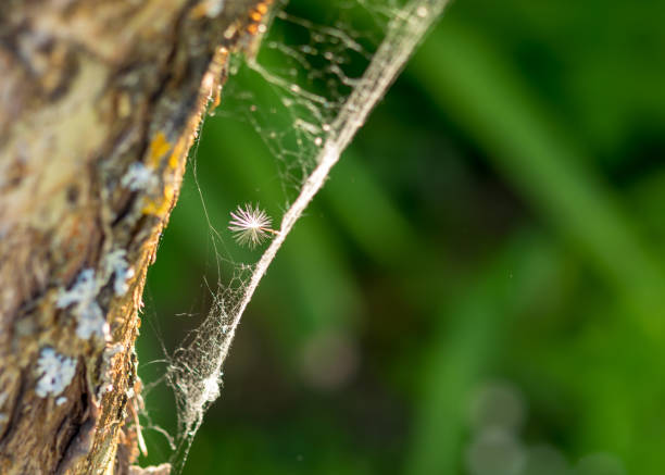 istock abstract wood and spider web texture, white fluff caught in a spider web, blurred background 1454772895