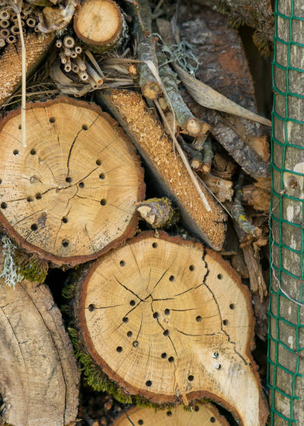 istock insect house for different insects of different shapes, sizes and structures natural materials, help for nature, a bug hotel or insect house 1454773132