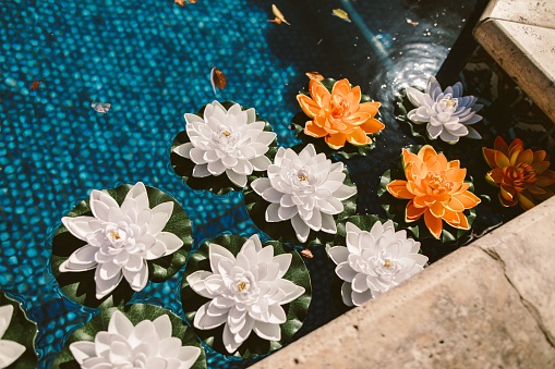A top view of beautiful floating lily pads in a pool on a sunny day