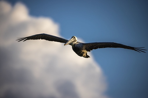 A pelican flying with a blurred sky background - genus Pelecanus