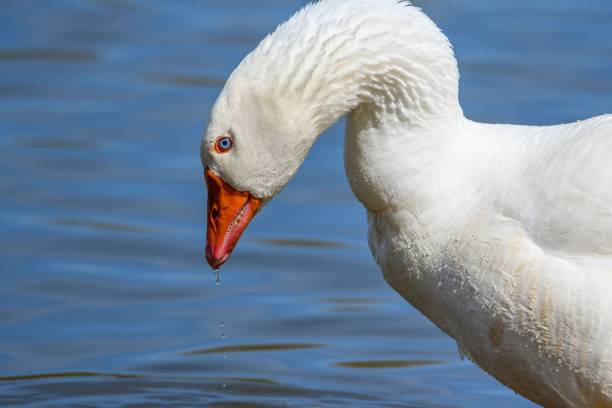 A selective focus of a White Goose with a water background