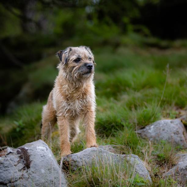 istock Beautiful shot of a border terrier 1454773942