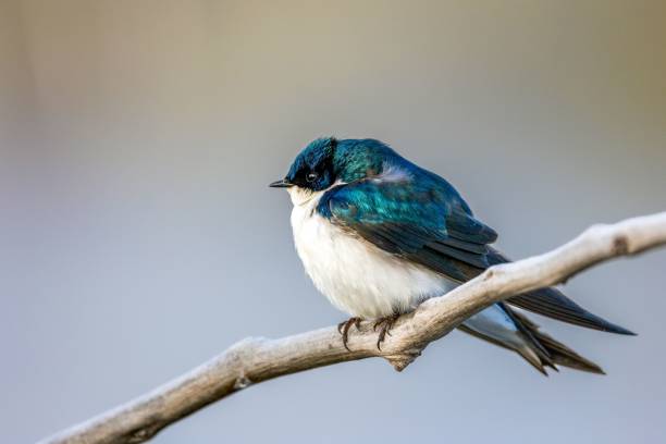 istock Shallow focus shot of a beautiful tiny swallow bird on a tree branch 1454774274