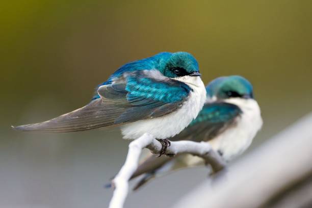 istock Shallow focus shot of beautiful tiny swallow birds on a tree branch 1454774275