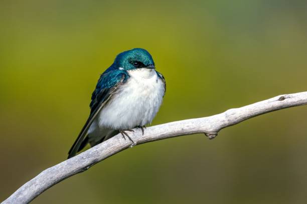 istock Shallow focus shot of a beautiful tiny swallow bird on a tree branch 1454774276