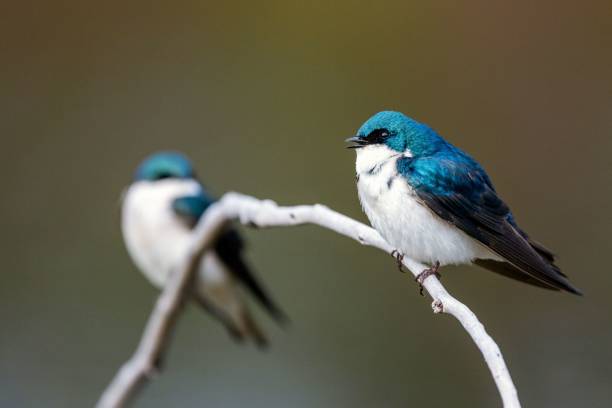 istock Shallow focus shot of beautiful tiny swallow birds on a tree branch 1454774279