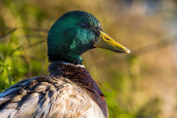 istock Closeup of a beautiful mallard duck 1454774280