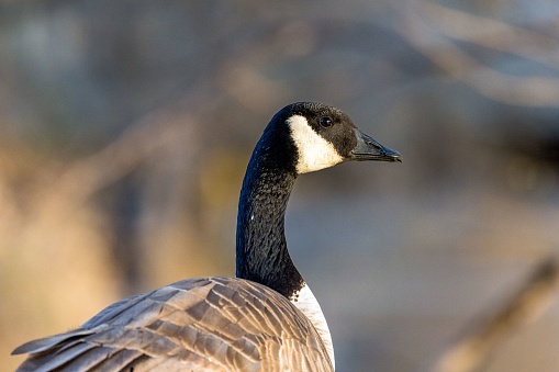 A closeup of a beautiful Canada goose outdoors